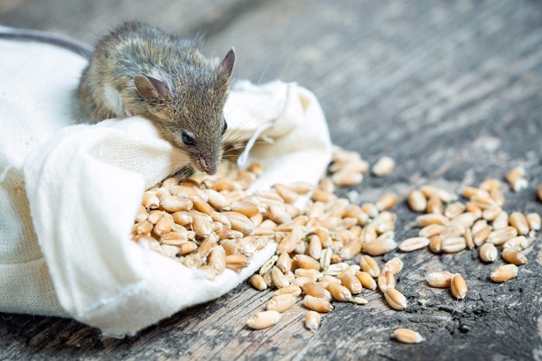 Что важно знать о зерновой приманке от мышей и крыс?