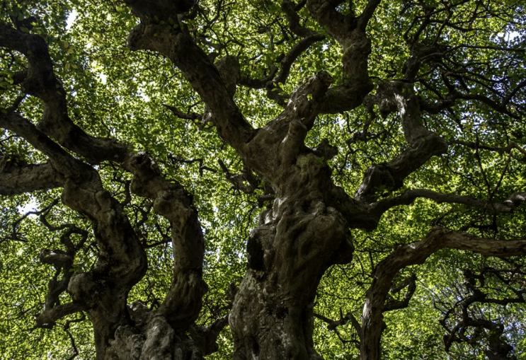 Граб обыкновенный: описание и фото дерева, высота, как выглядят листья, плоды