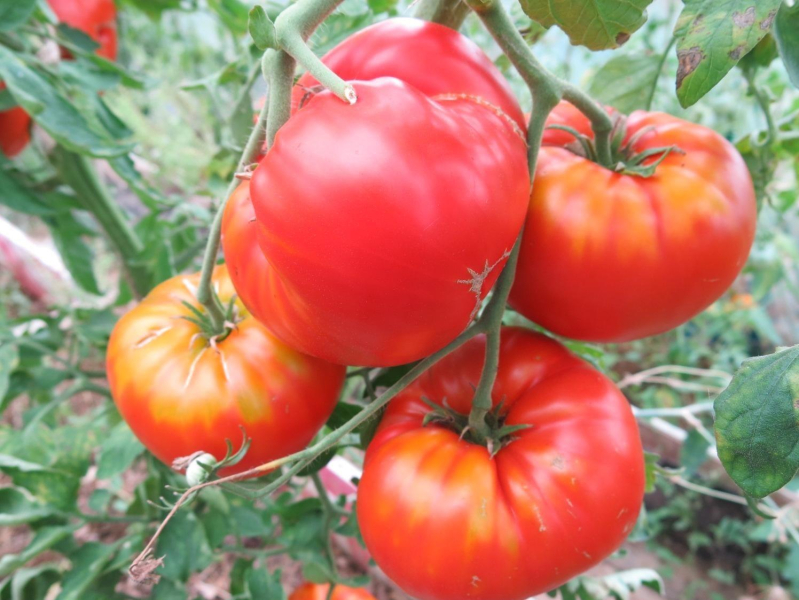 Сорт томата Богатырь: описание и фото, отзывы
