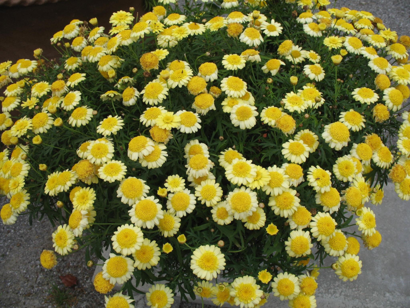 Аргирантемум (маргаритковая хризантема): что за цветок, фото, описание, посадка, уход