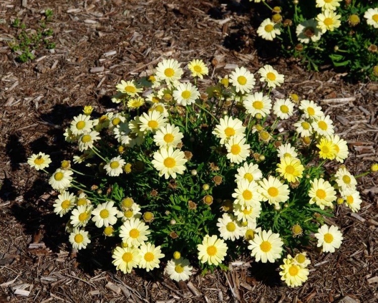 Аргирантемум (маргаритковая хризантема): что за цветок, фото, описание, посадка, уход