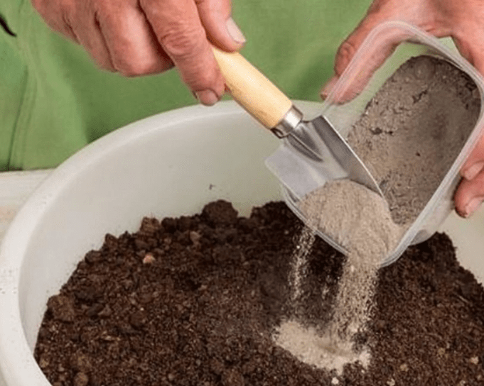 Эхинацея: посев семенами на рассаду в домашних условиях