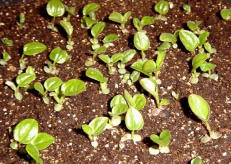 Эхинацея: посев семенами на рассаду в домашних условиях