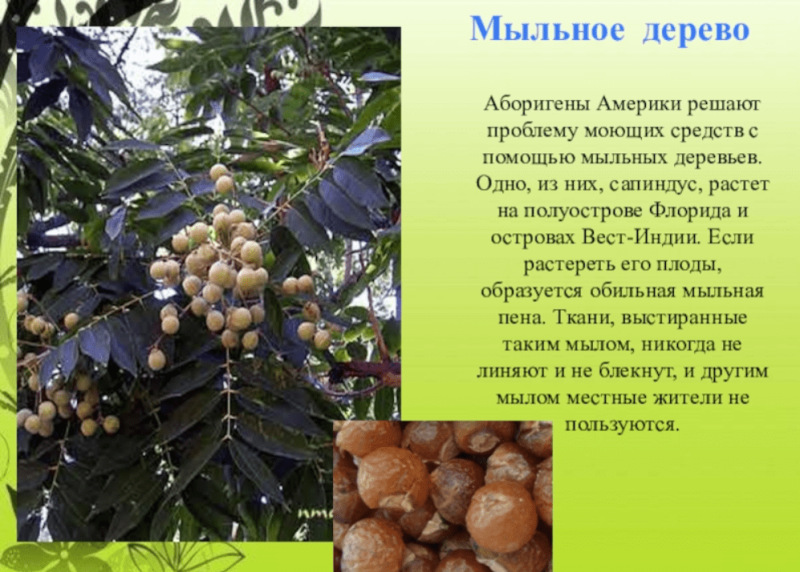 Мыльное дерево (сапиндус): как выглядит, бывает ли, плоды, морозостойкость