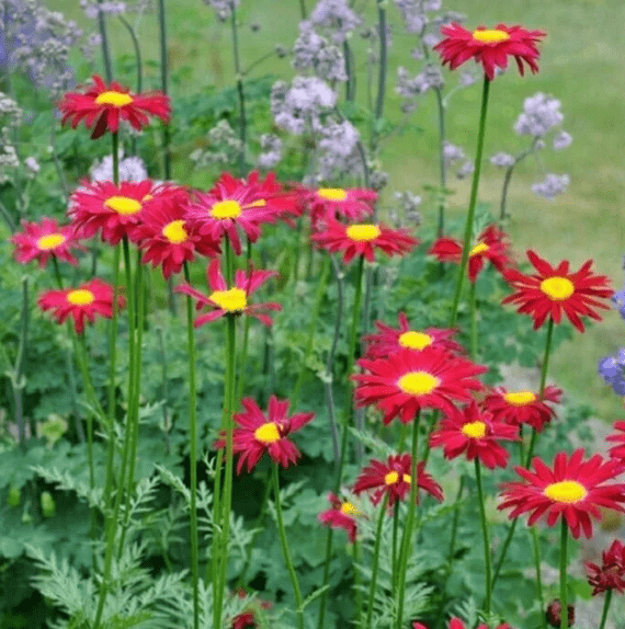 Пиретрум (далматская ромашка): как выглядит цветок, выращивание в открытом грунте