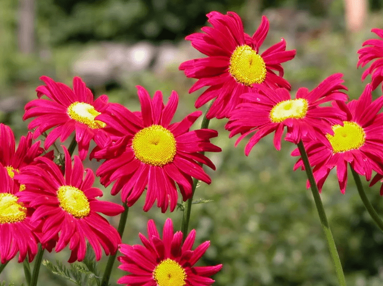 Пиретрум (далматская ромашка): как выглядит цветок, выращивание в открытом грунте