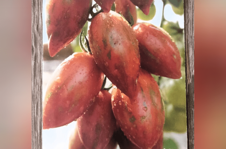 Помидоры Шоколадка: описание сорта, фото, отзывы садоводов