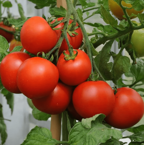Сорт помидоров Молодежный: описание, фото, отзывы