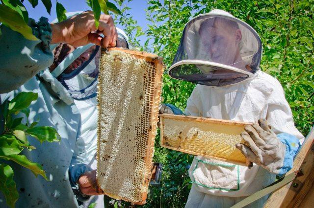 Чем полезен липовый мед для организма человека