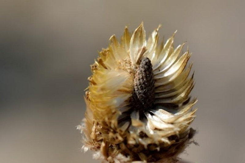 Цветок пупавка (антемис): описание, виды и сорта, фото, посадка, уход