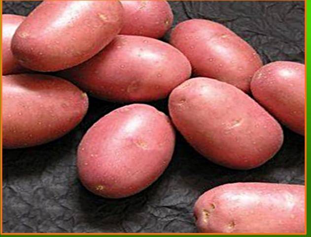 Голландские сорта картофеля