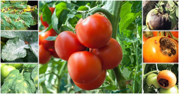 Почему томаты кислые и что делать