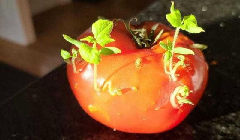 Почему в помидорах прорастают семена