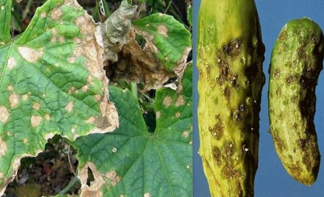 Бактериоз огурца (угловатая пятнистость листьев): как лечить, в теплице и открытом грунте
