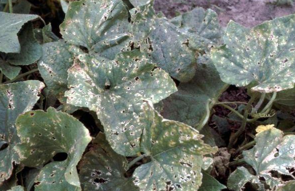Бактериоз огурца (угловатая пятнистость листьев): как лечить, в теплице и открытом грунте