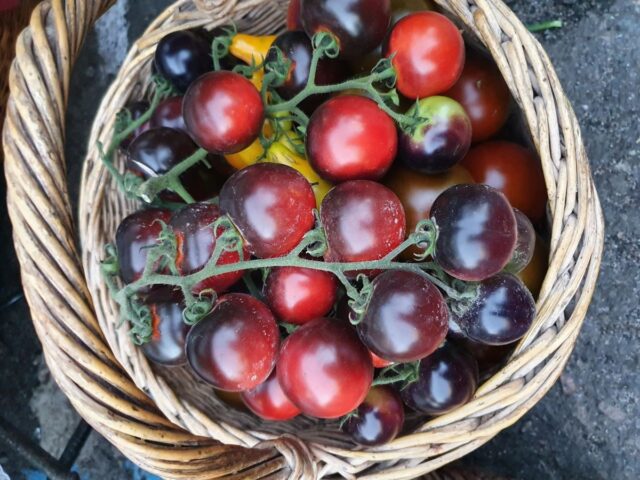 Фиолетовые и синие томаты: сорта, фото и описание, для открытого грунта