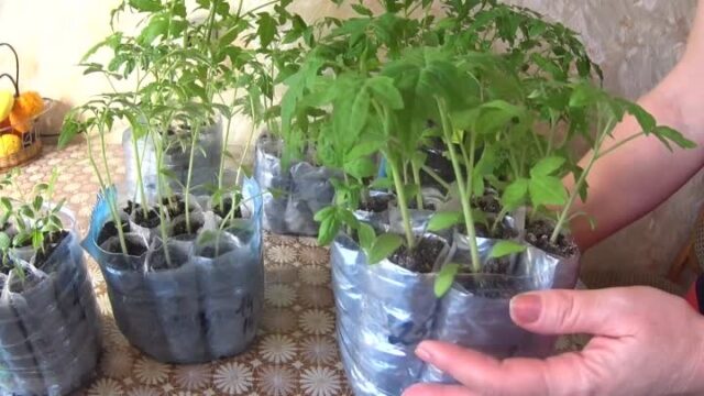 Галина Кизима: посадка семян томатов на рассаду