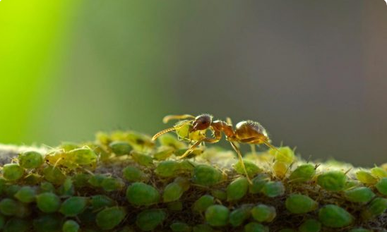Как избавиться от муравьев на пионах: весной, на бутонах, народные средства