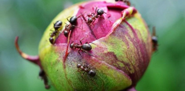 Как избавиться от муравьев на пионах: весной, на бутонах, народные средства