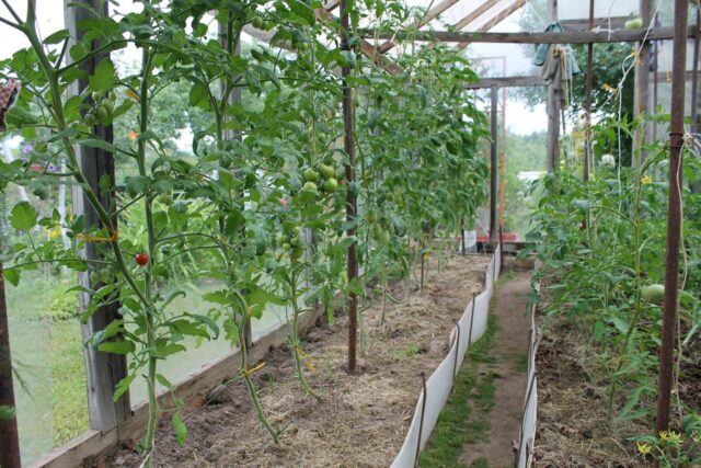 Как правильно подвязывать помидоры в теплице из поликарбоната: пошагово, фото, видео