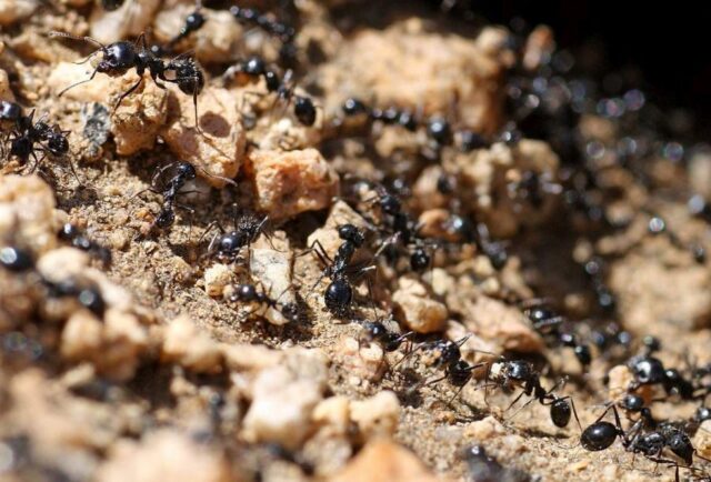 Как вывести муравьев из теплицы с помидорами