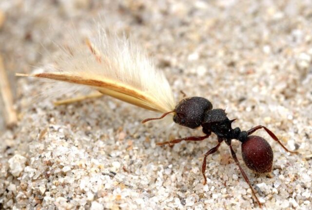 Как вывести муравьев из теплицы с помидорами