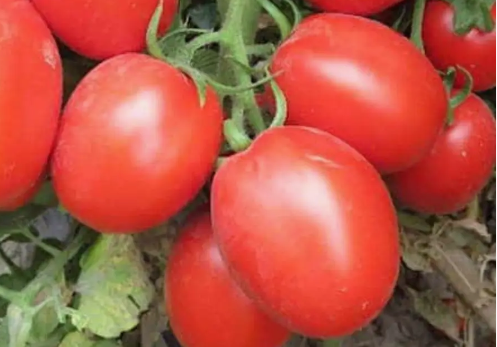 Лучшие сорта помидоров для Кировской области