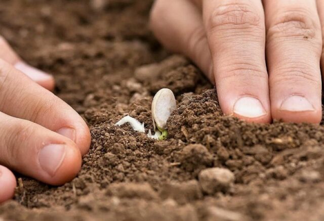 Патиссоны: когда и как сажать семена на рассаду в 2024 году
