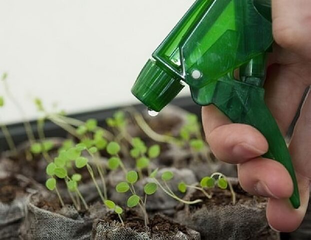 Патиссоны: когда и как сажать семена на рассаду в 2024 году