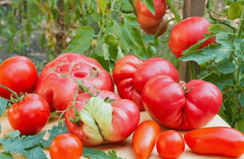 Почему вырастают помидоры уродливой формы: причины, фото