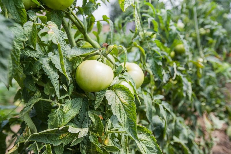 Почему вырастают помидоры уродливой формы: причины, фото