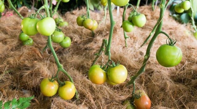 Выращивание томатов по методу Маслова