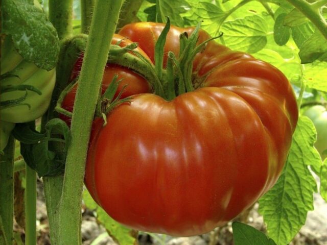 Выращивание томатов по методу Маслова