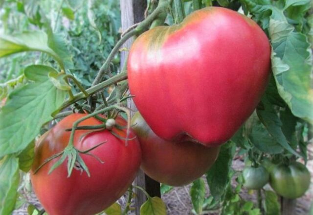 Выращивание томатов по методу Виктора Шадрина