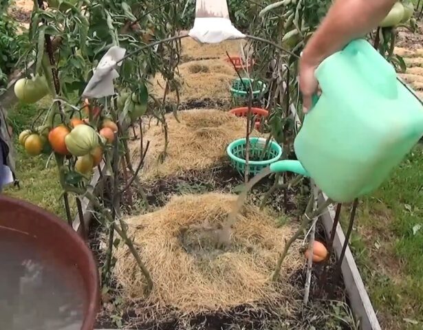 Выращивание томатов по методу Виктора Шадрина