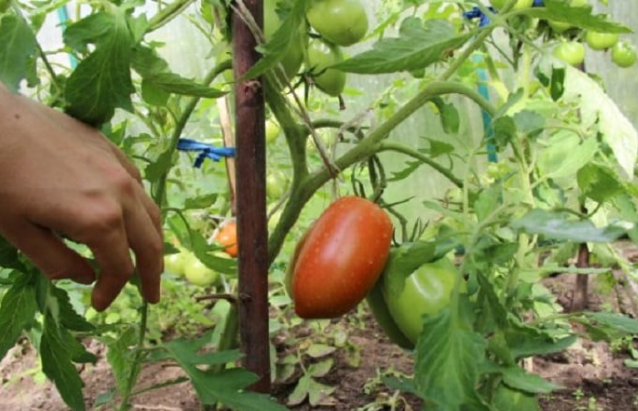 Что делать, чтобы томаты быстрее краснели в теплице и открытом грунте