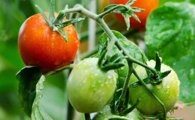 Что делать, чтобы томаты быстрее краснели в теплице и открытом грунте