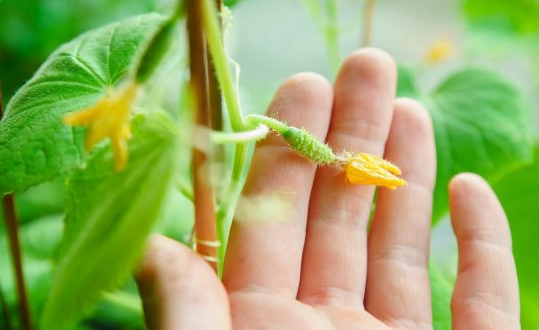 Почему у огурцов не растут плоды в теплице: что делать