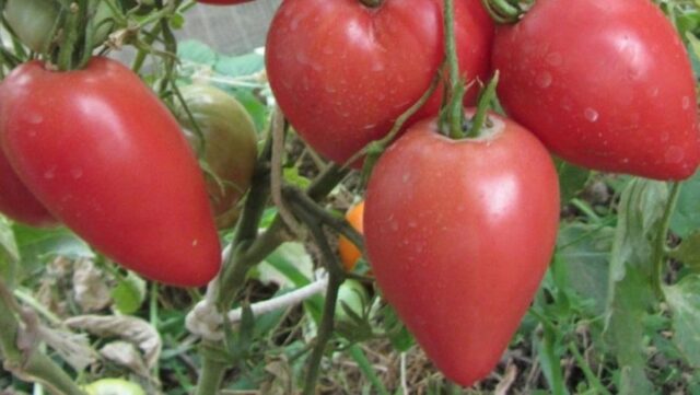 Сажают ли вместе огурцы и помидоры в одной теплице: можно ли совмещать